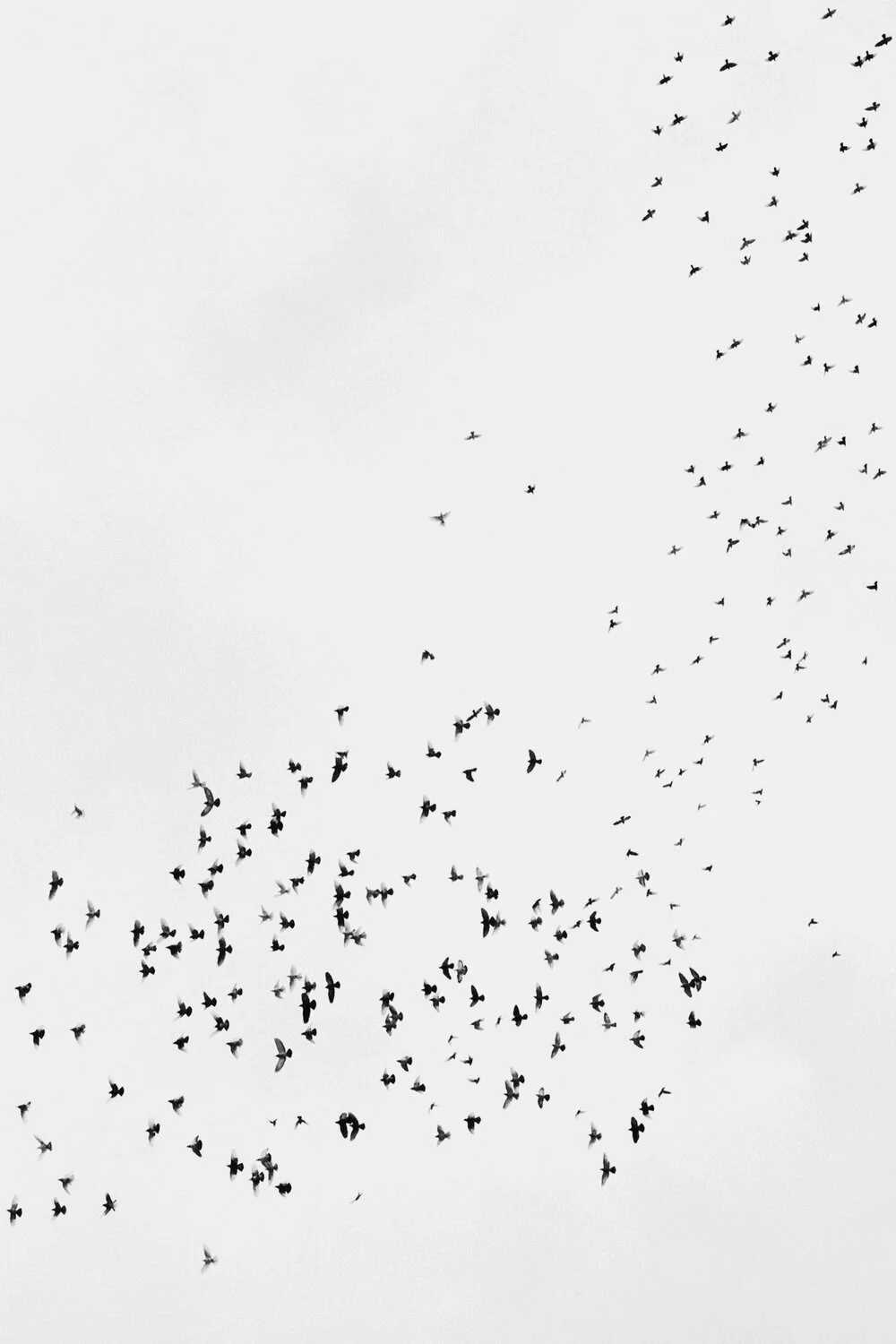Pigeons, 2020