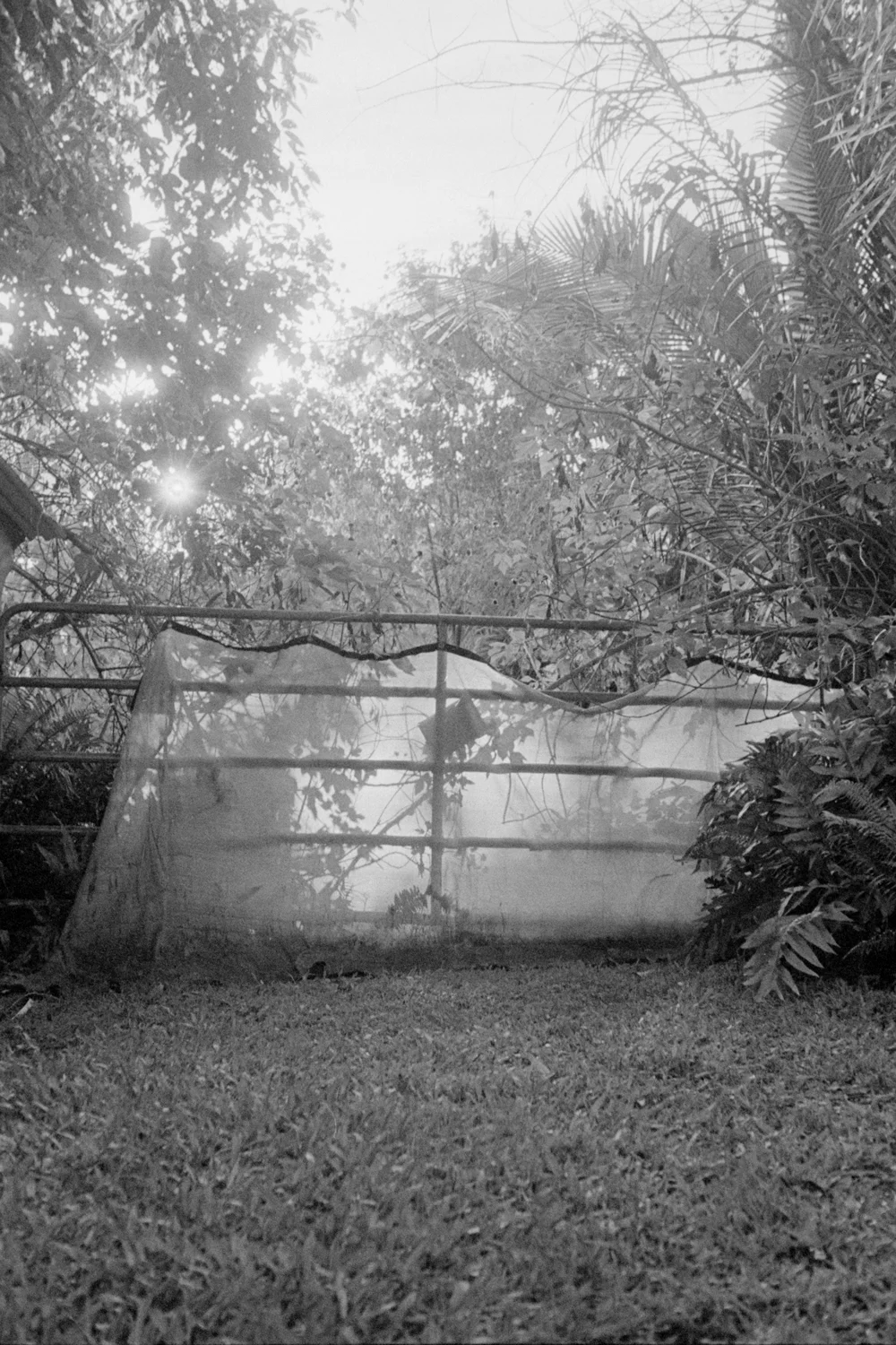 Garden in Pāhoa, 2025