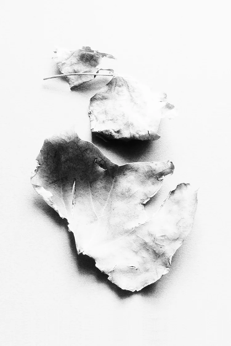 Leaf I, 2020