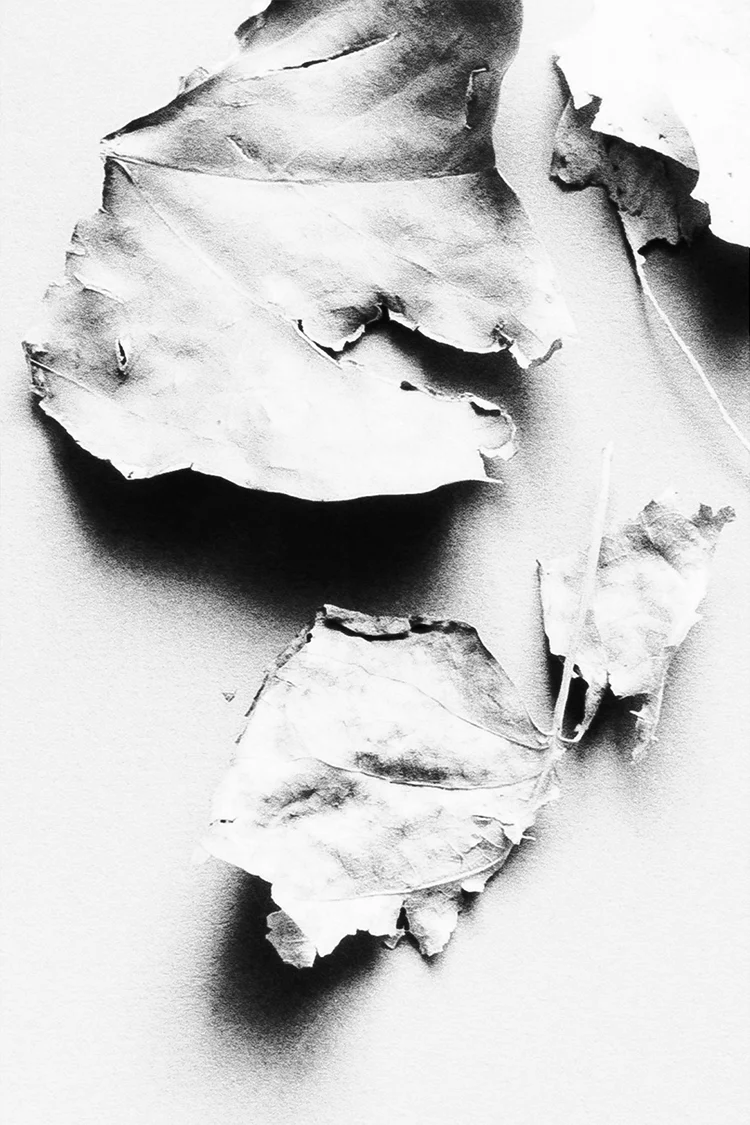 Leaf II, 2020