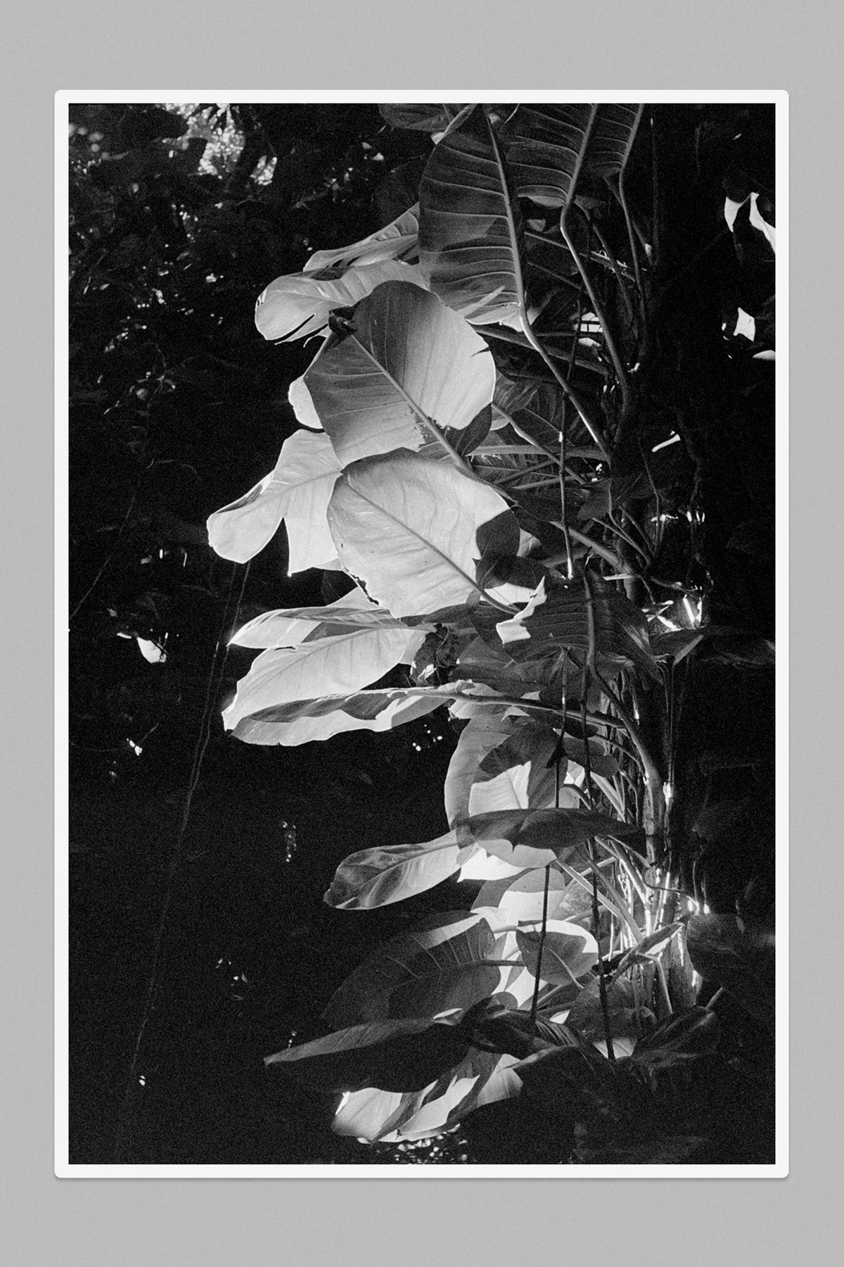 Leaves, 2025