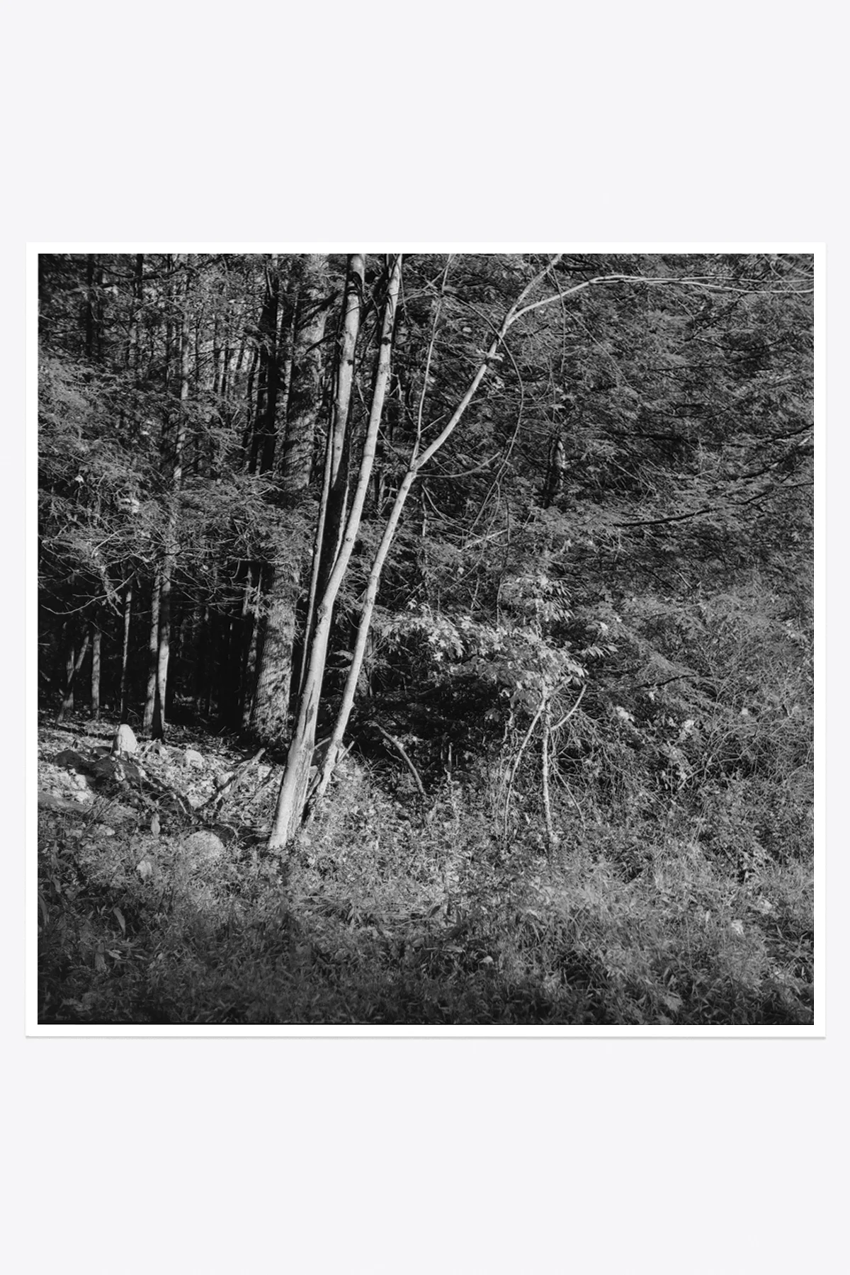 Sunlit Tree, 2022
