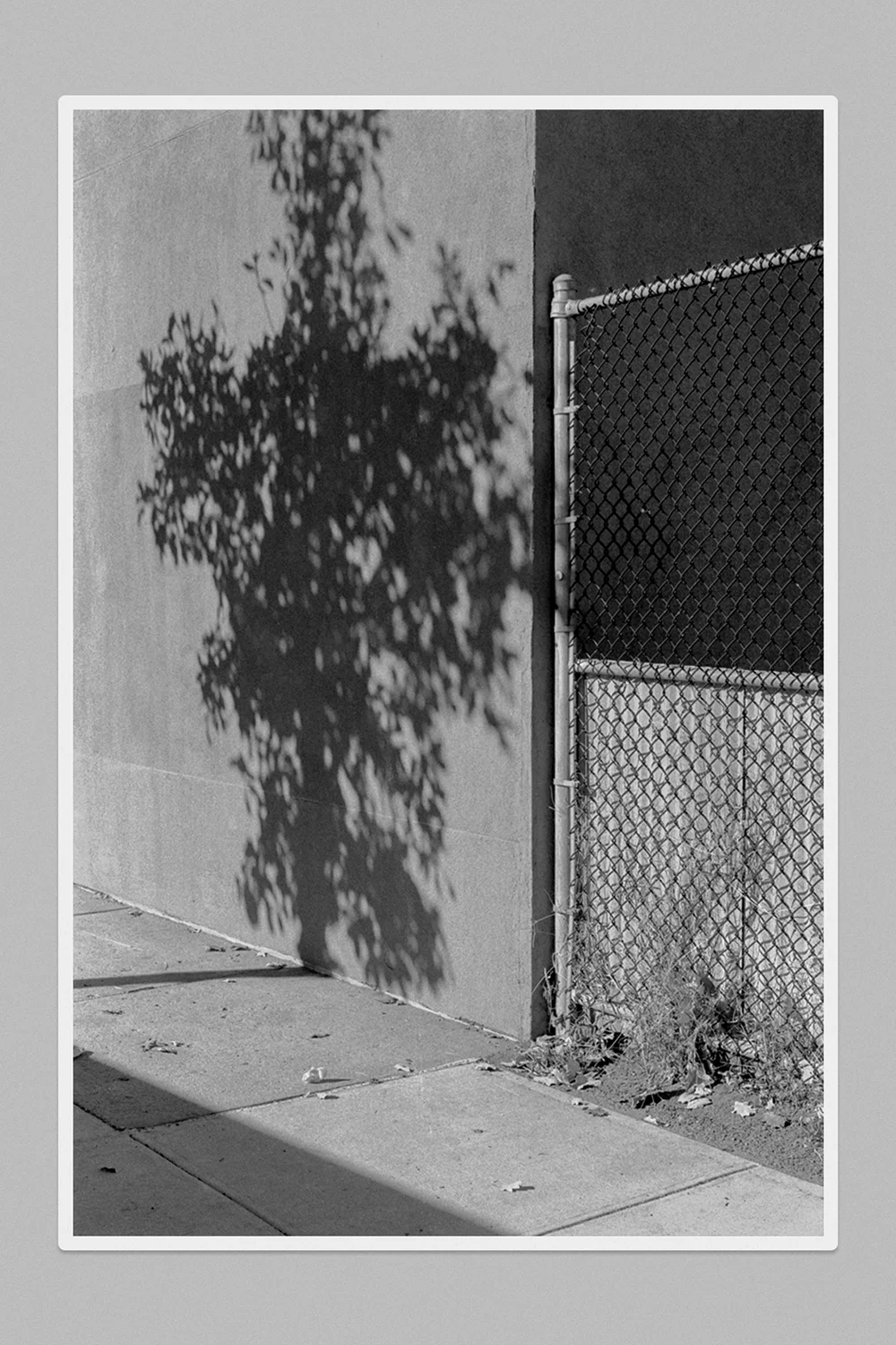 Tree, 2024